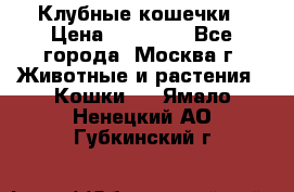 Клубные кошечки › Цена ­ 10 000 - Все города, Москва г. Животные и растения » Кошки   . Ямало-Ненецкий АО,Губкинский г.